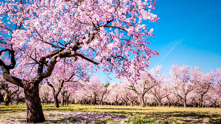 Parque con cerezos florecidos en tonos rosados