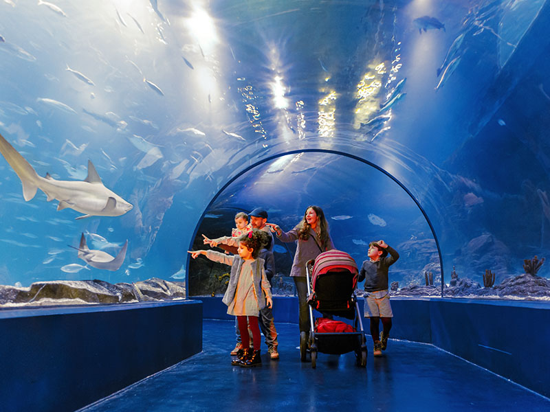 Familia recorriendo un túnel submarino en un acuario rodeada de tiburones y peces exóticos